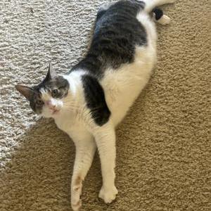 Lost Cat Curry