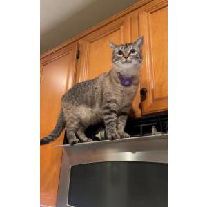 Lost Cat Miavi isabella