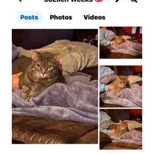 Lost Cat Laney