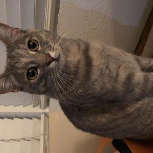 Lost Cat Yuni