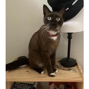 Lost Cat Mr. Handsome