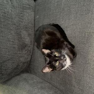 Lost Cat Kittie Boy