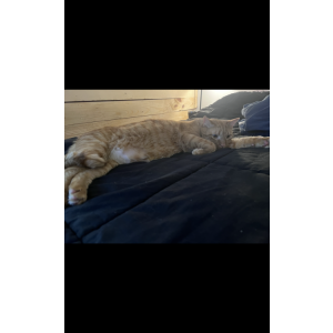 Lost Cat Rue