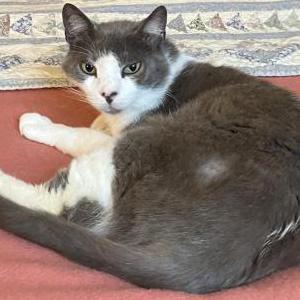 Lost Cat Duffington