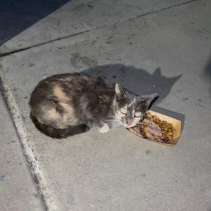 Found Cat Stray (Addy)