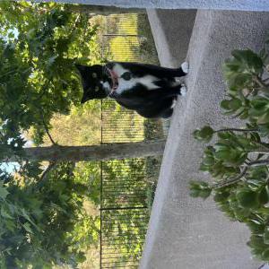 Lost Cat Onyx