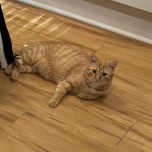 Lost Cat Dudley