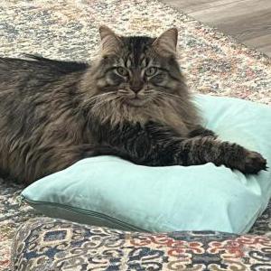 Lost Cat Otis