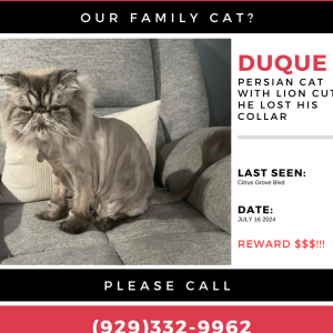 Lost Cat Duque