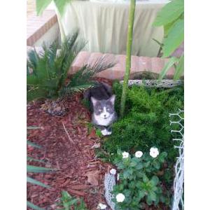 Lost Cat Booboo