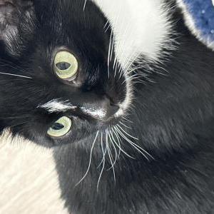 Lost Cat Grace