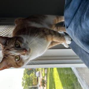 Lost Cat Theo