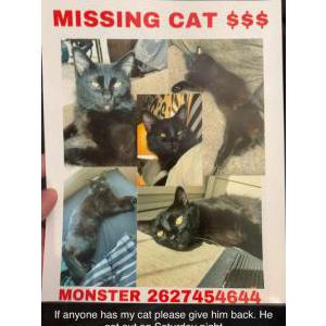 Lost Cat Monster