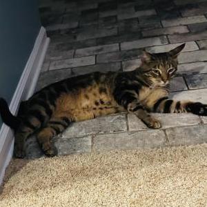 Lost Cat Rover