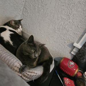 Lost Cat Jinx