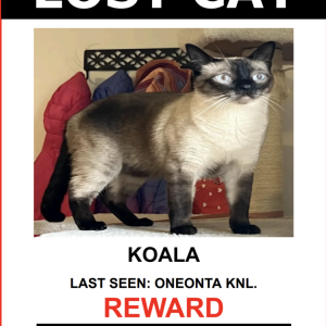 Lost Cat KOALA
