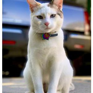 Lost Cat Pandora