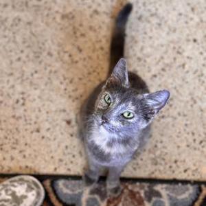 Found Cat Unknown