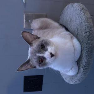 Lost Cat Alice