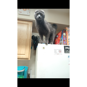 Lost Cat Georgie