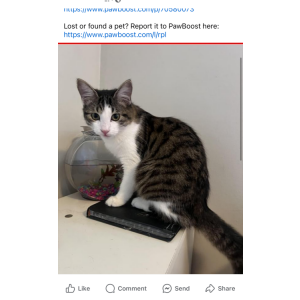 Lost Cat Bella