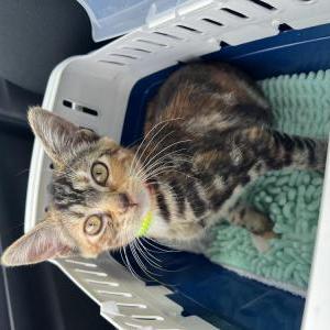 Lost Cat Dragon