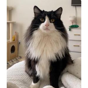 Lost Cat Puff