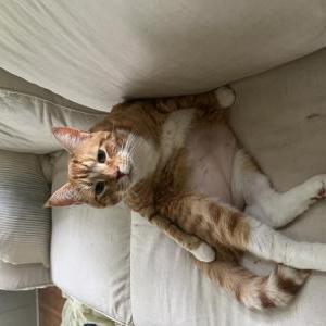 Lost Cat Dave