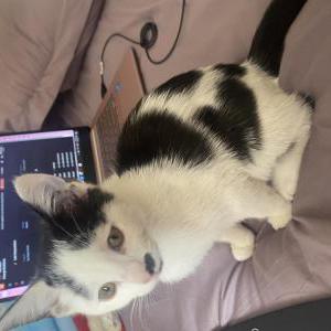 Lost Cat Mittens
