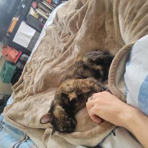 Lost Cat Grim