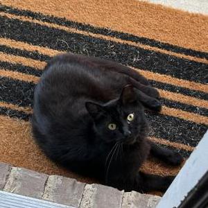 Lost Cat Coco or Kitty