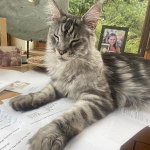 Lost Cat Toby