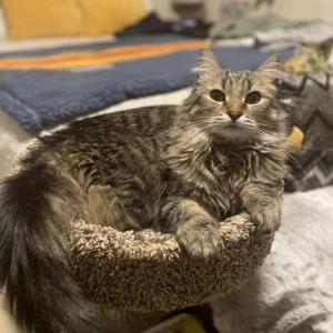 Lost Cat Romeo