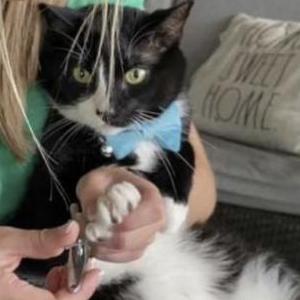 Lost Cat Bob