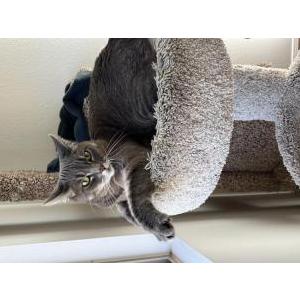 Lost Cat Kulaksy