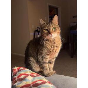 Lost Cat Bobby