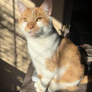 Lost Cat Thomas