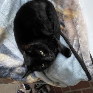 Lost Cat Moey