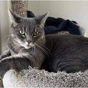 Lost Cat Kulaksys
