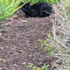 Lost Cat Donnie