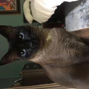 Lost Cat Giggleswarth
