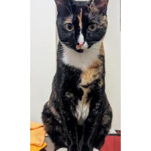 Lost Cat Callie