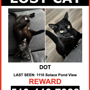 Lost Cat Dot