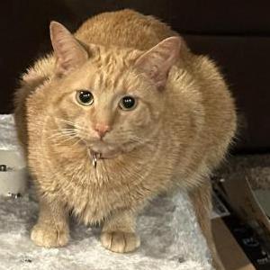 Lost Cat Pumpkin