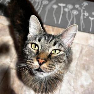 Lost Cat Paulie