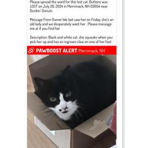 Lost Cat Buttons