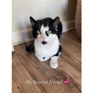 Lost Cat Binx