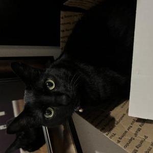 Lost Cat Ariel