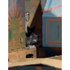 Lost Cat Unknown