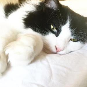 Lost Cat Milton